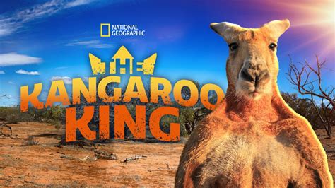 Kangaroo King brabet